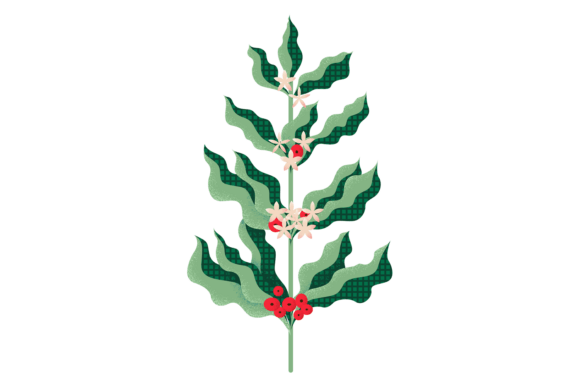 Download Coffee Plant Branch. Decorative Texture - Texture Collection